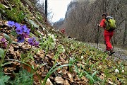53 Farfaraccio bianco (Petasites albus) con campanelle (Leucojum) e...